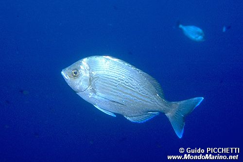 Tanuta (Spondyliosoma cantharus)