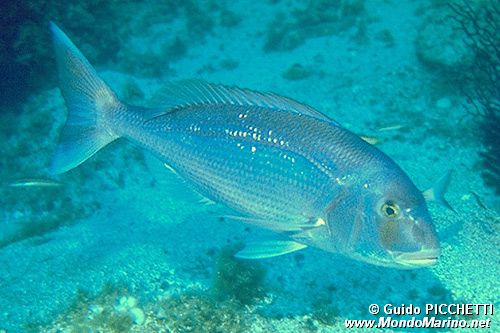 Pagro (Pagrus pagrus)