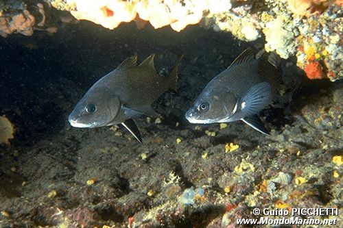 Corvina (Sciaena umbra)