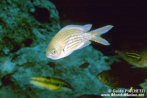 Castagnola (Chromis chromis)