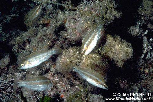 Tordo ocellato (Symphodus ocellatus)