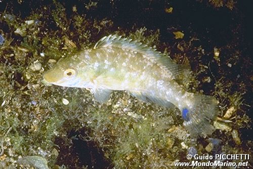 Tordo grigio (Symphodus cinereus)