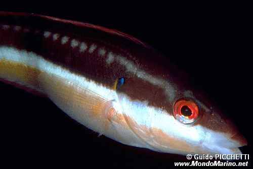 Donzella (Coris julis)