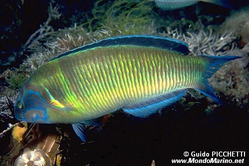 Donzella pavonina (Thalassoma pavo)
