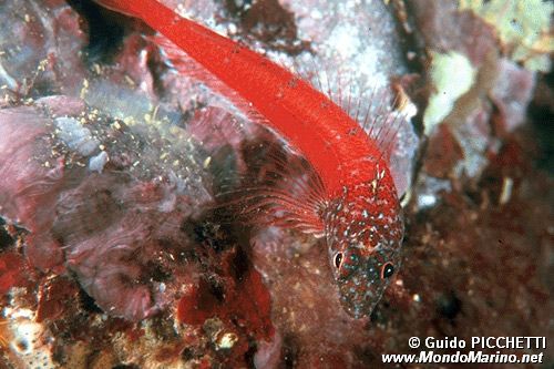 Peperoncino minore (Tripterygion melanurus)