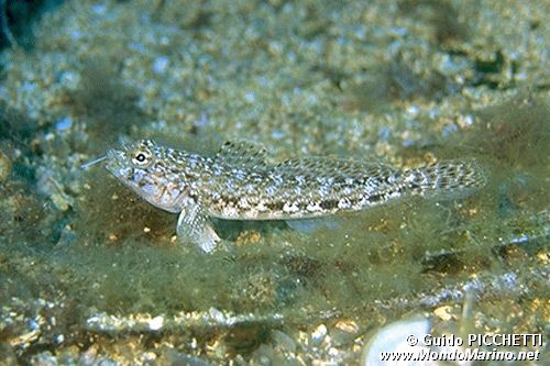 Ghiozzo geniporo (Gobius geniporus)