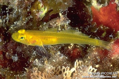 Ghiozzo dorato (Gobius auratus)