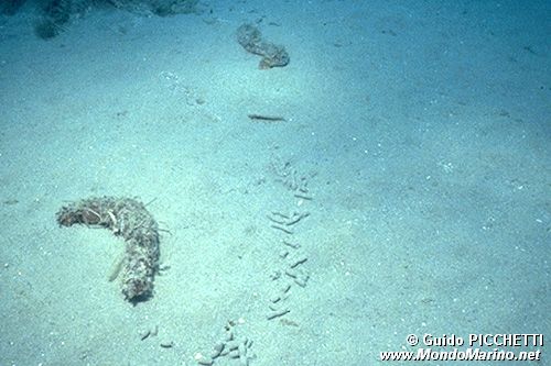 Oloturia (Holothuria tubulosa)