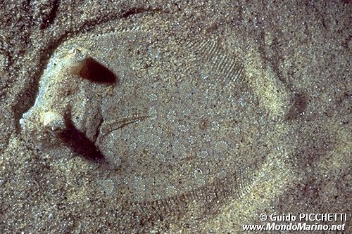 Rombo (Bothus podas podas)