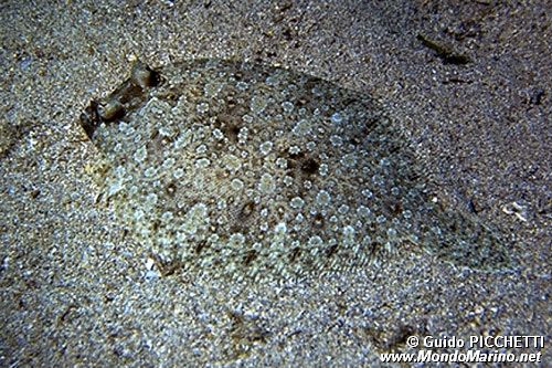 Rombo (Bothus podas podas)