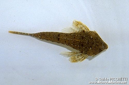 Dragoncello (Callyonimus sp.)