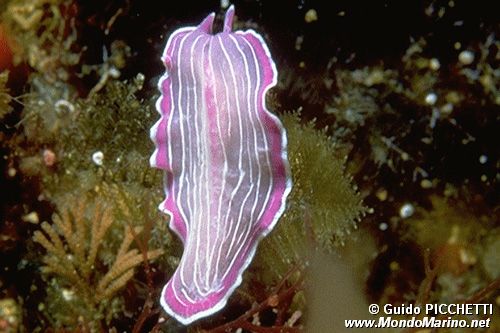 Platelminta (Prostheceraeus giesbrechtii)