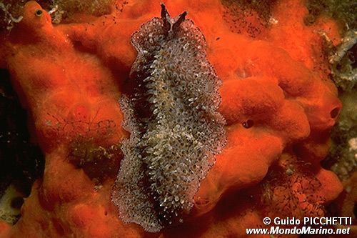 Verme piatto (Thysanozoon brocchii)