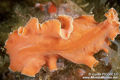 Platelminta (Yungia aurantiaca)