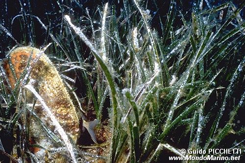Posidonia (Posidonia oceanica)