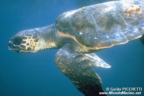 Caretta (Caretta caretta)