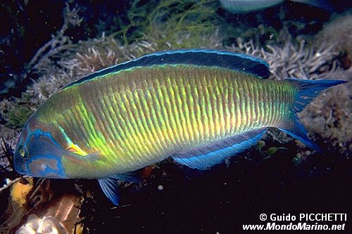 Donzella pavonina (Thalassoma pavo)