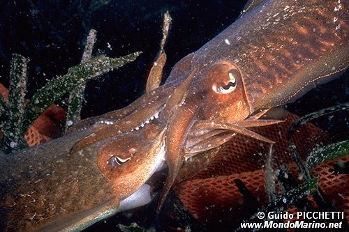 Seppia (Sepia officinalis)