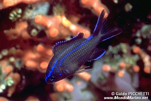 Castagnola (Chromis chromis)