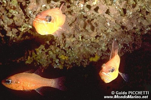 Re di triglie (Apogon imberbis)