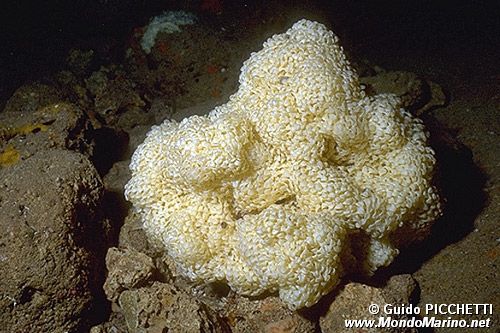 Murice troncato (Hexaplex trunculus)