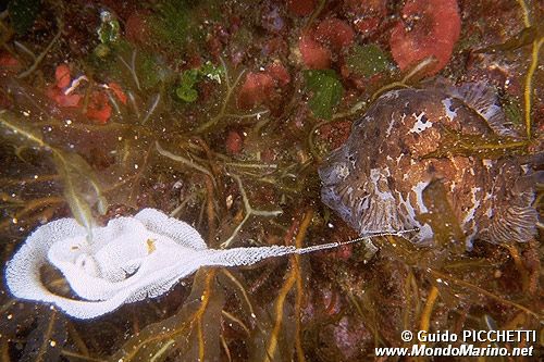 Opistobranco (Opistobranco sp.)