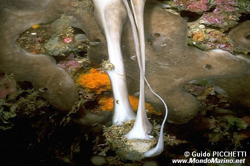 Spugna patata (Chondrosia reniformis)