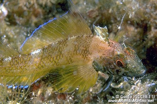 Peperoncino giallo (Tripterygion delaisi)