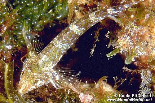 Peperoncino (Tripterygion tripteronotus)