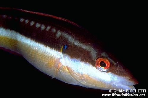 Donzella (Coris julis)