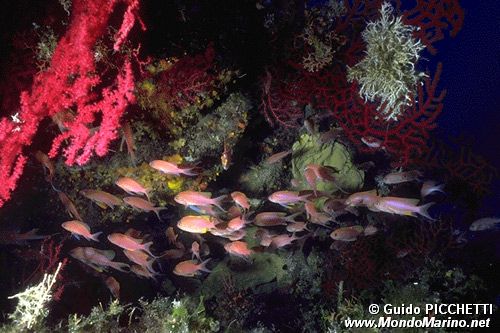 Castagnola rossa (Anthias anthias)