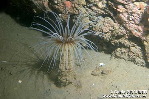 Cerianto (Cerianthus membranaceus)