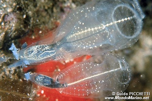 Ascidia  cristallo (Clavelina lepadiformis)