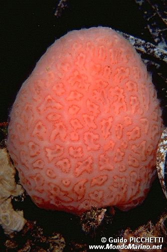 Tunicato (Tunicato n.d.)