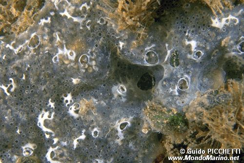 Tunicato (n.d. n.d.)