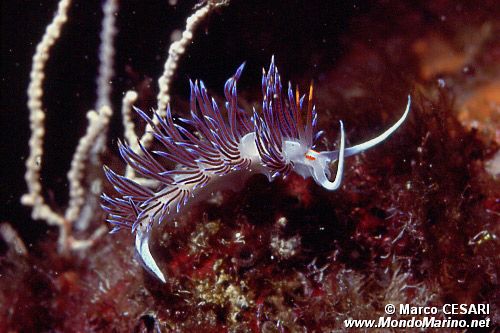 Cratena (Cratena peregrina)