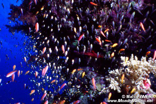 Pesce vetro (Phempheris sp.)