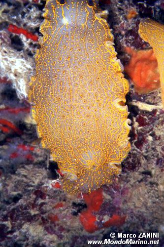 Doride dipinto (Hypselodoris picta)