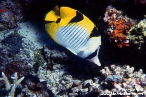 Pesce farfalla (Chaetodon falcula)