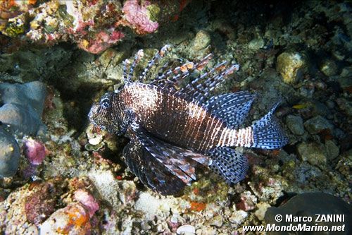 Pesce cobra (Pterois volitans)