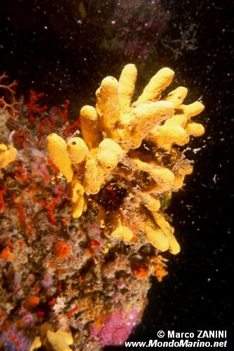 Spugna (Aplysina aerophoba)