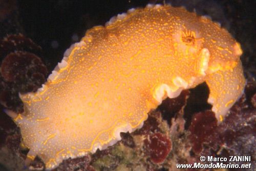 Doride dipinto (Hypselodoris picta)