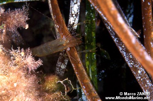 Gamberetto della posidonia (Palaemon xiphias)