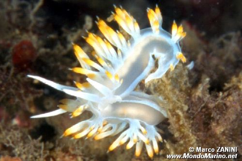 Flabellina bianca (Flabellina babai)