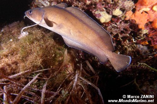 Musdea bianca (Phycis phycis)