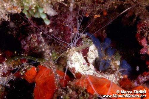 Verme tentacolato (Eupolymnia nebulosa)