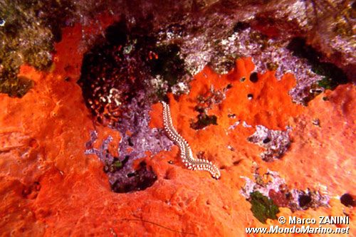 Vermocane (Hermodice carunculata)