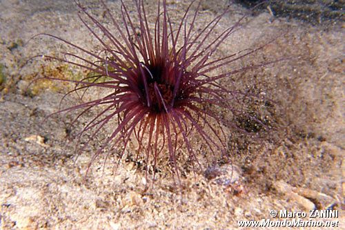 Cerianto (Cerianthus membranaceus)