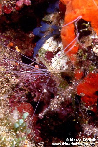 Verme tentacolato (Eupolymnia nebulosa)