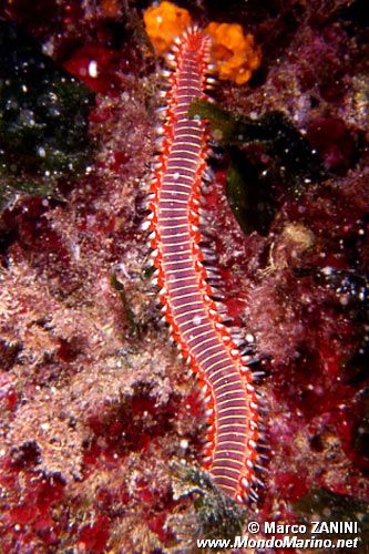 Vermocane (Hermodice carunculata)